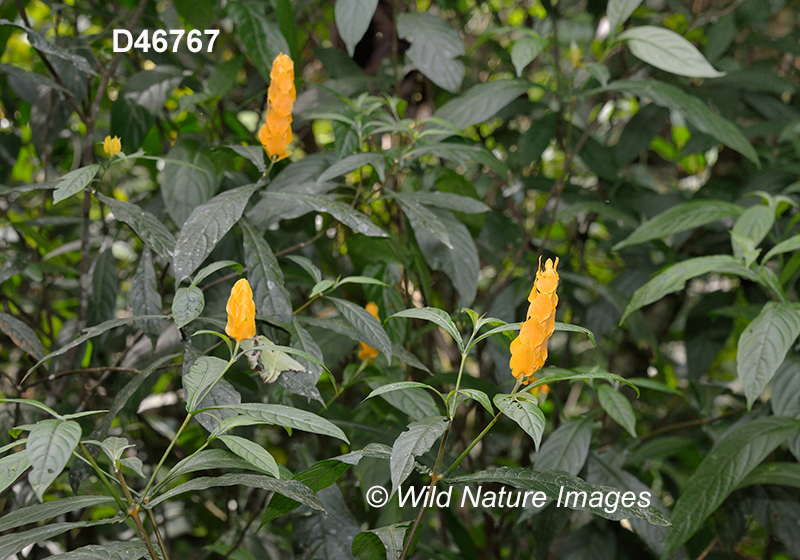 Pachystachys lutea Lollipop Plant Golden shrimp plant